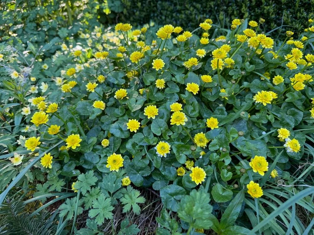 Ficaria verna 'Flore Pleno' 03.jpeg