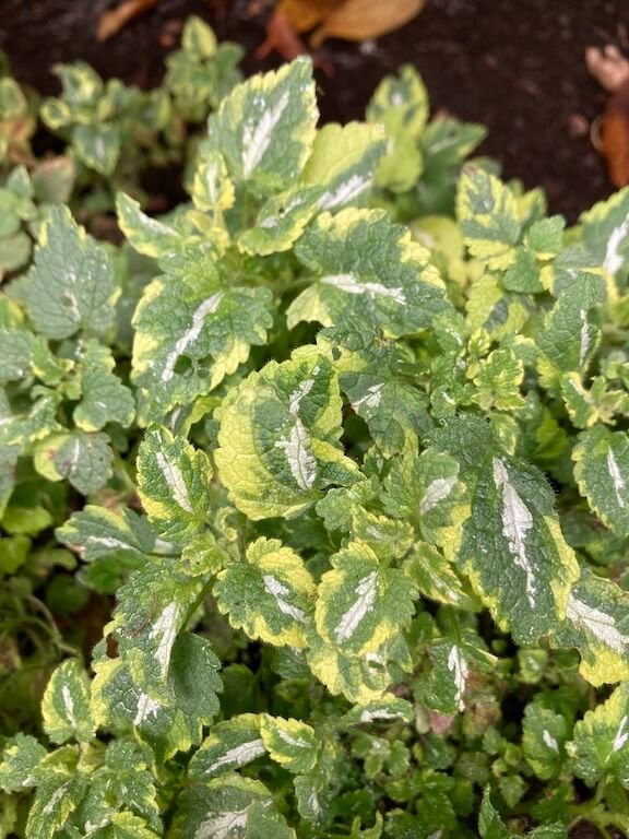 Lamium Anne Greenaway 01.jpeg