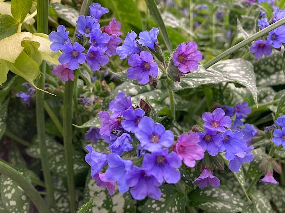 Pulmonaria 'Trevi Fountain' 05.jpeg