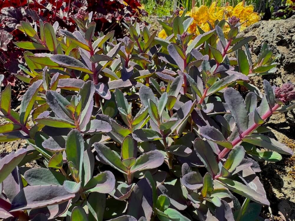 Sedum telephium 'Marina' 03.jpeg