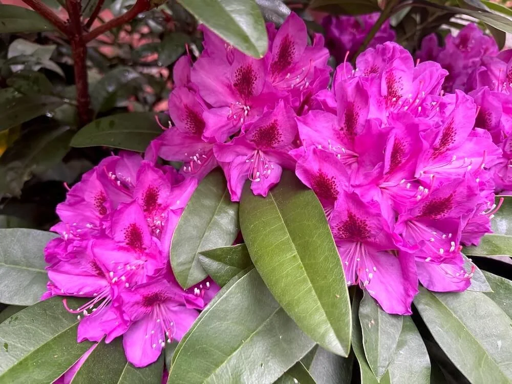 Rhododendron 'Anah Krusche' 04.jpeg
