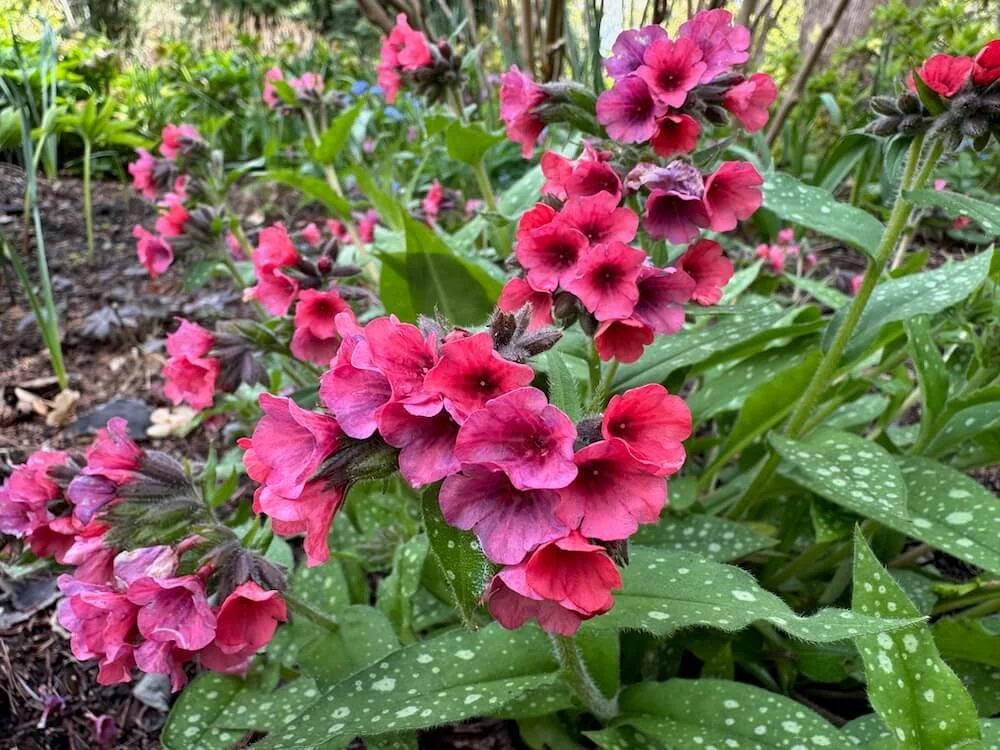 Pulmonaria 'Lisa Marie' | Lisa Marie Lungwort