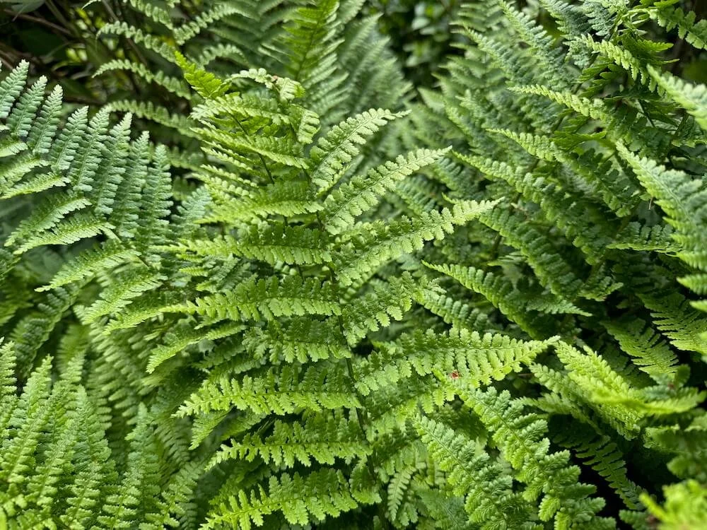 Dryopteris filix-mas 04.jpeg