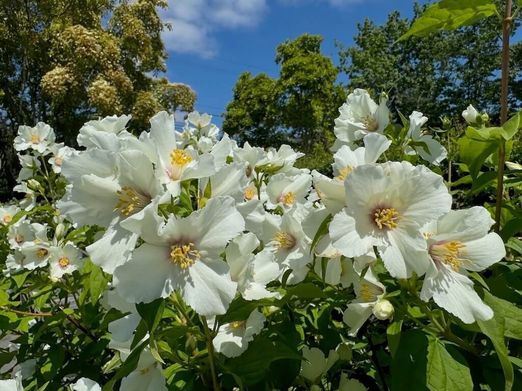 Philadelphus 'Belle Etoile' 02.jpeg
