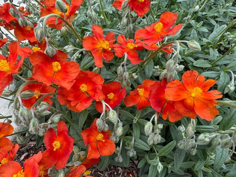 Helianthemum ‘Henfield Brilliant’ | Henfield Brilliant Rock Rose