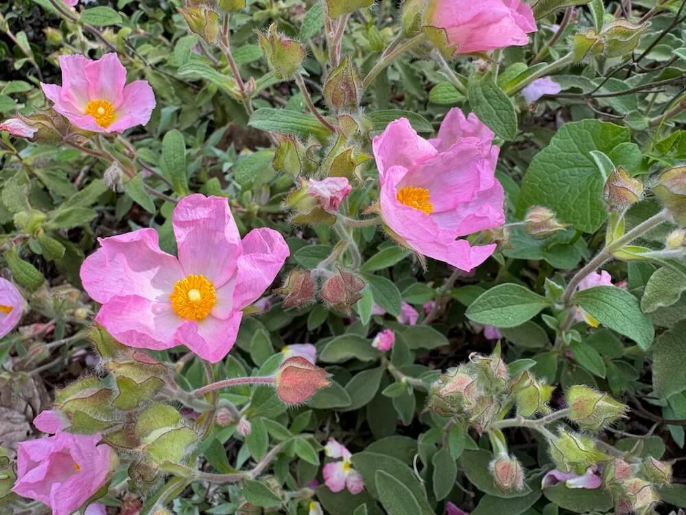 Cistus creticus ssp. incanus 01.jpeg