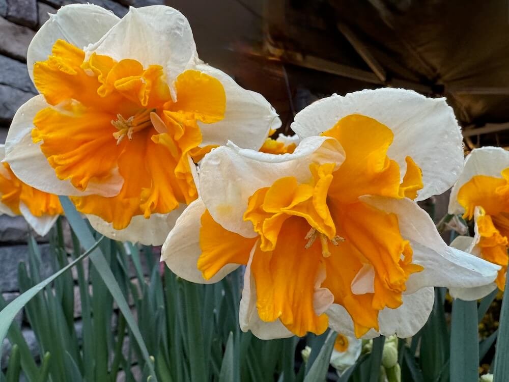 Narcissus 'Sovereign' 02.jpeg