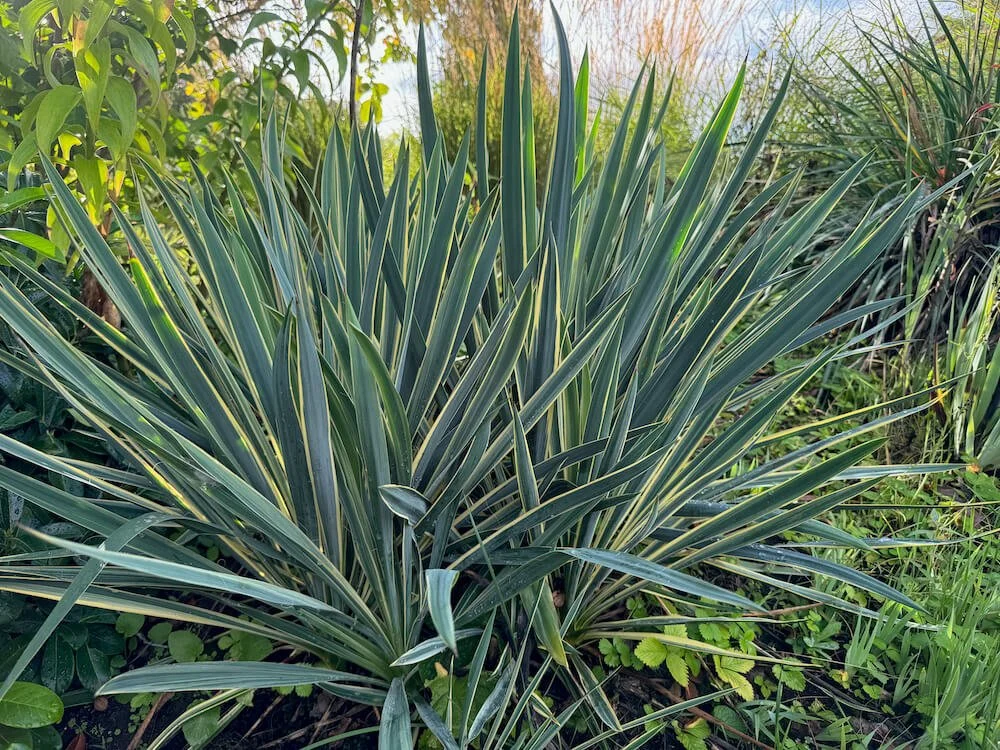 Yucca filamentosa 'Bright Edge' 01.jpeg
