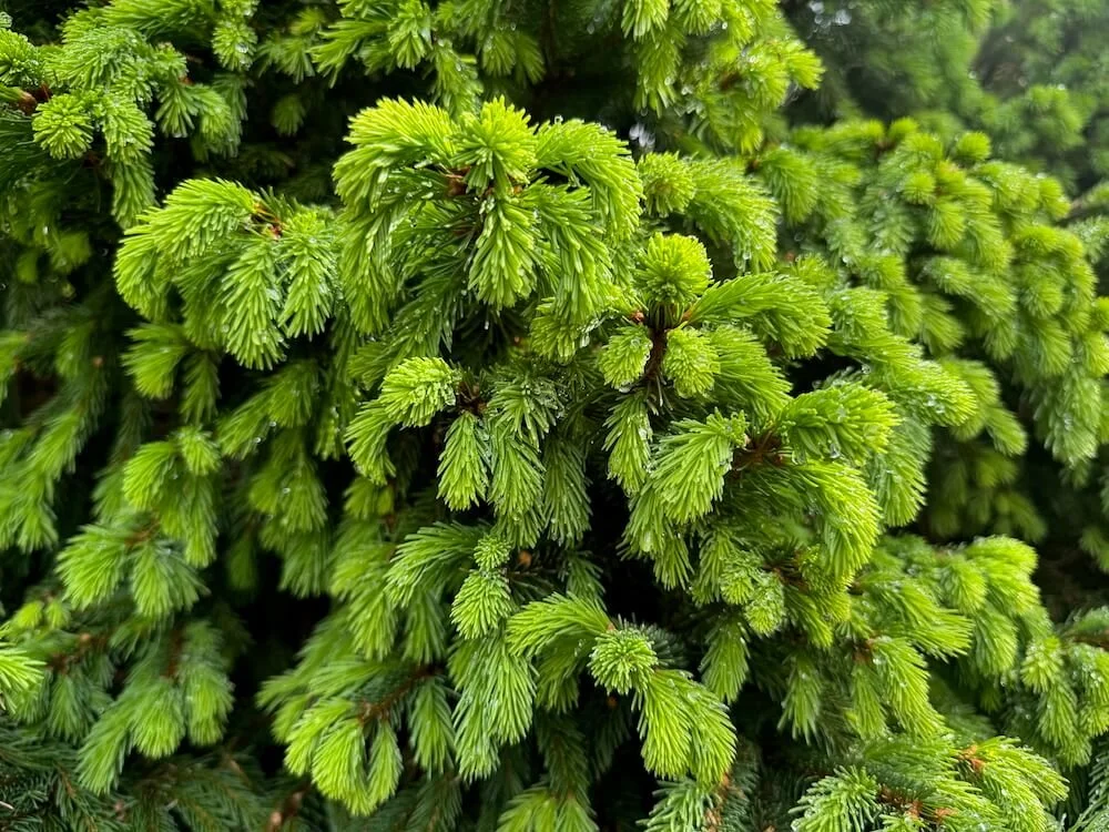 Picea abies 'Stephanie's Green Golf Ball' 01.jpeg