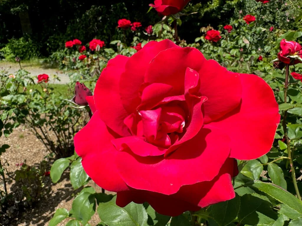Rosa 'Opening Night' 02.jpeg