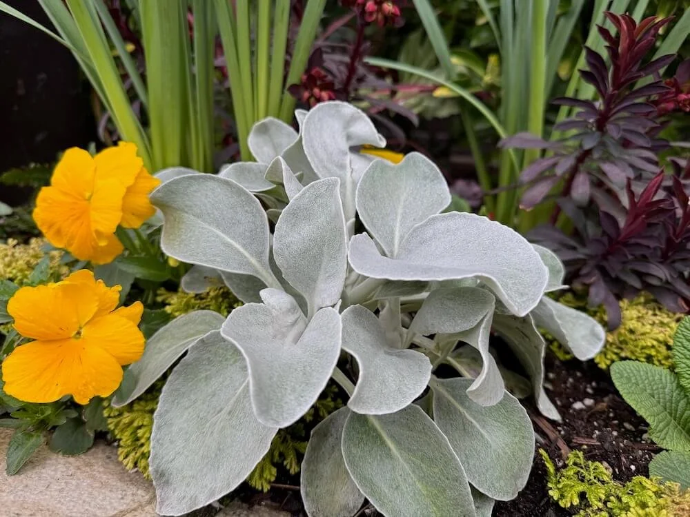 Senecio candicans 'Angel Wings' 04.jpeg
