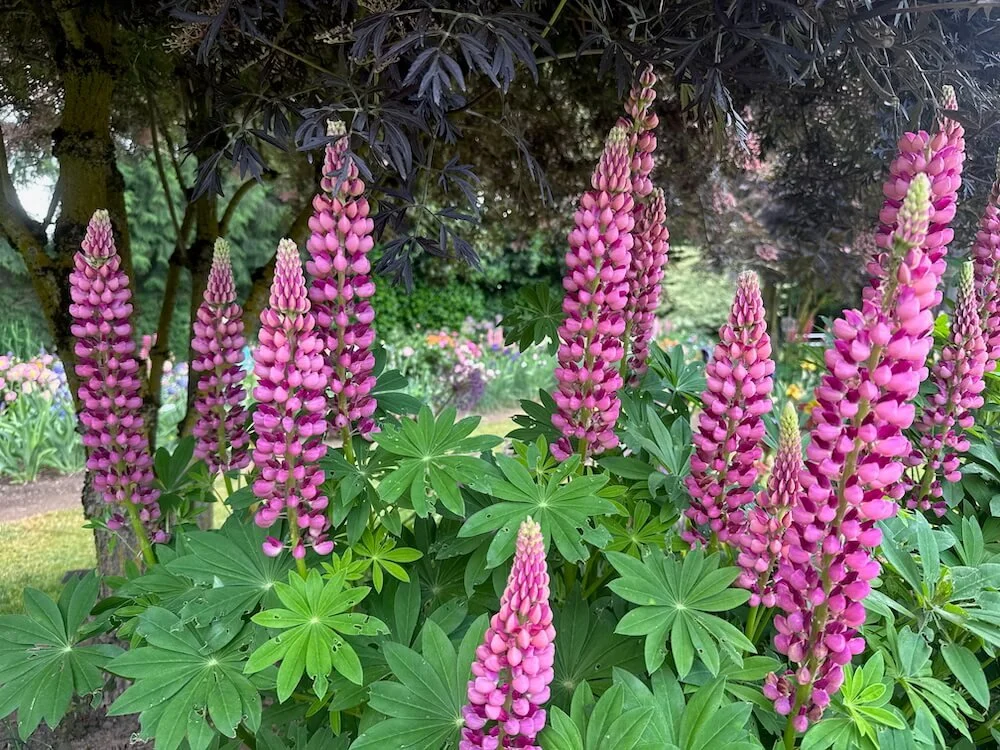 Lupinus hartwegii 'Legandary Rose Shades' 03.jpeg