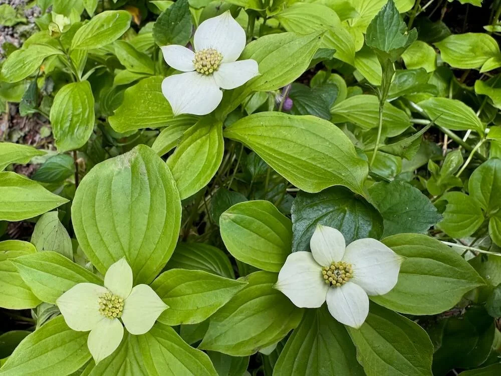 Cornus canadensis | Canadian Bunchberry