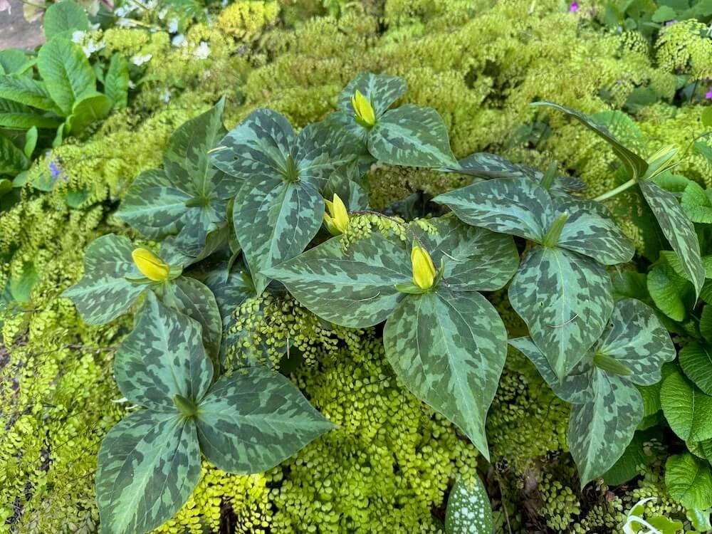 Trillium luteum 01.jpeg