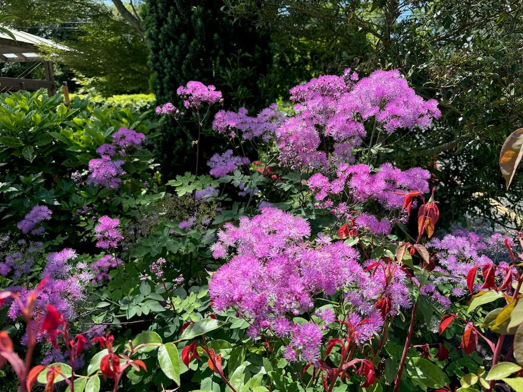 Thalictrum aquilegifolium 'Black Stockings' 03.jpeg