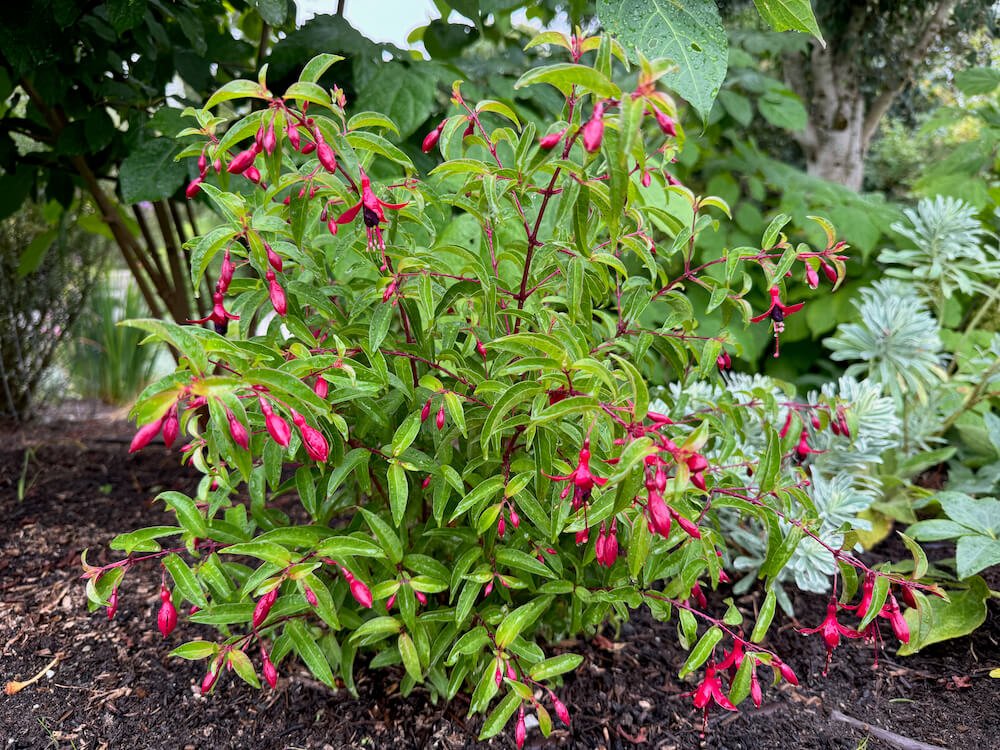 Fuchsia 'Dying Embers' 01.jpeg