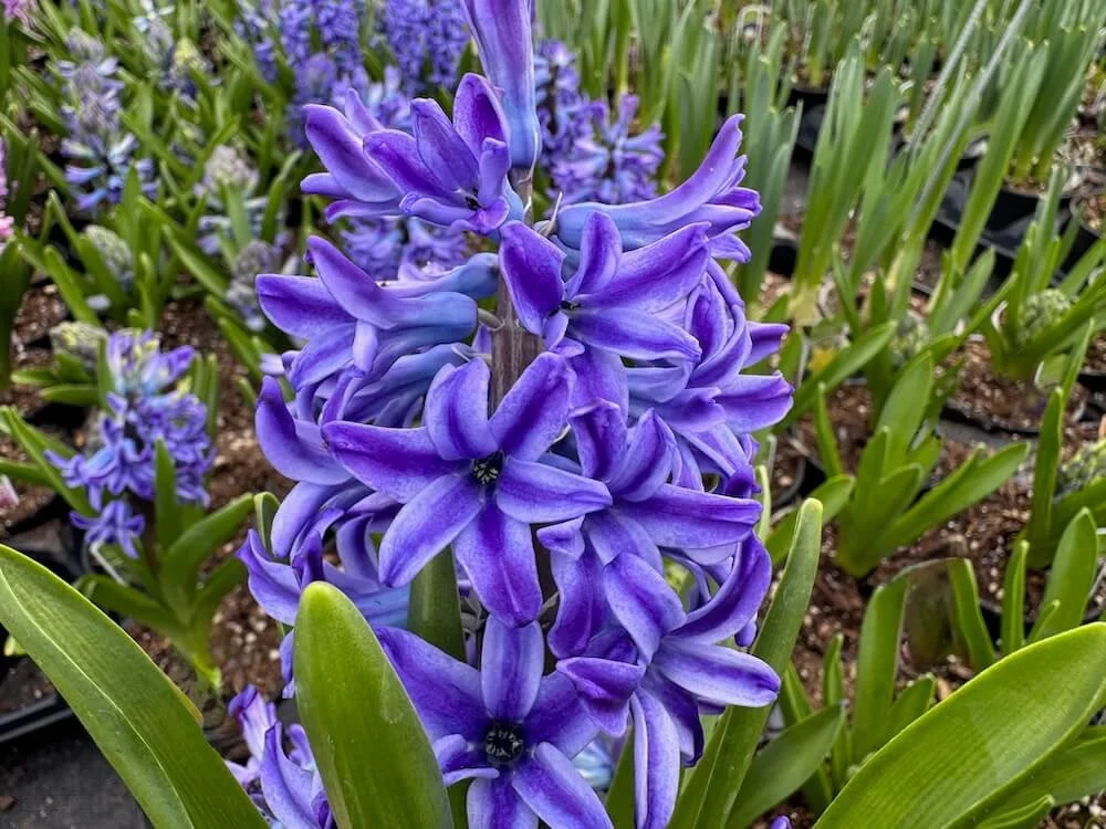 Hyacinthus orientalis 'Blue Pearl' 03.jpeg
