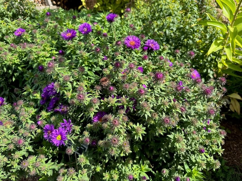 Symphyotrichum novae-angliae 'Purple Dome' 03.jpeg