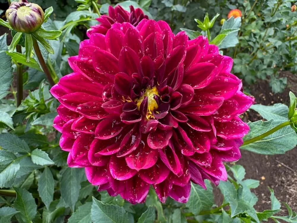 Dahlia 'Kaisha Lea' 02.jpeg