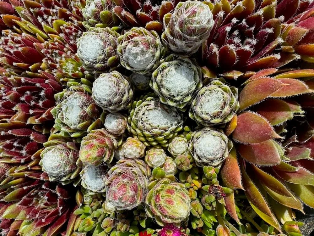 Sempervivum 'Cobwebs' 02.jpeg
