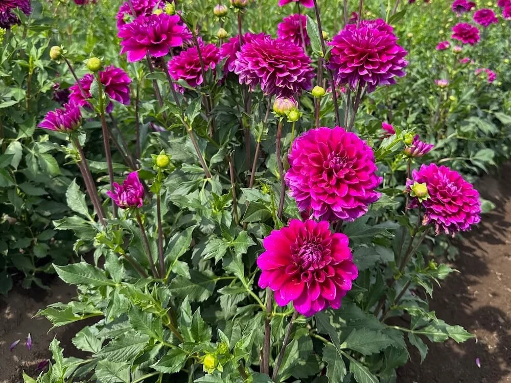 Dahlia 'Beets Me' 03.jpeg