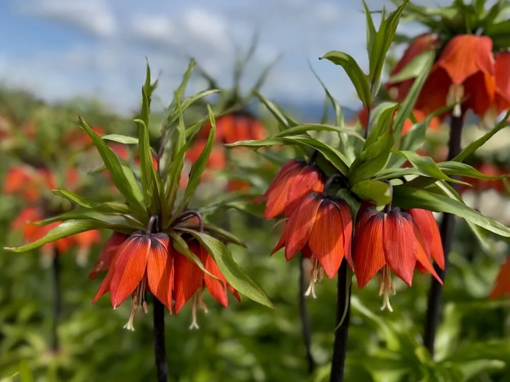 Fritillaria imperialis 'Rubra' 04.jpeg