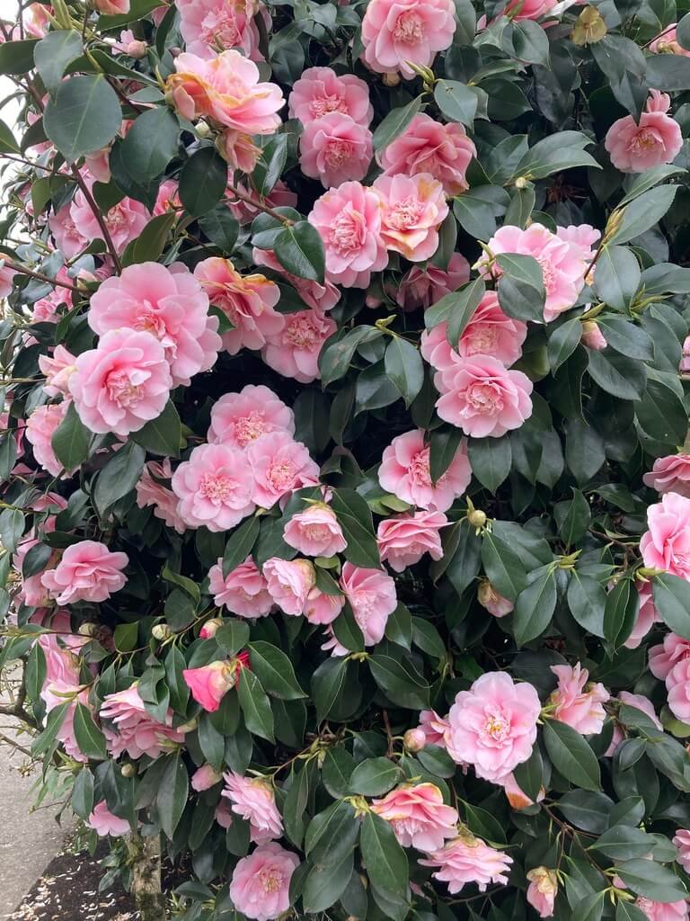 Camellia japonica 'Annie Wylam' 03.jpeg