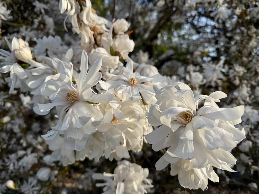 Magnolia stellata 'Royal Star' 04.jpeg