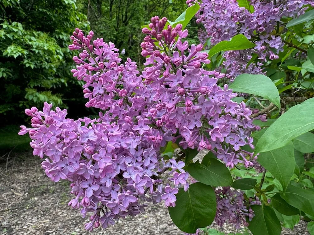 Syringa x 'Old Glory' 04.jpeg