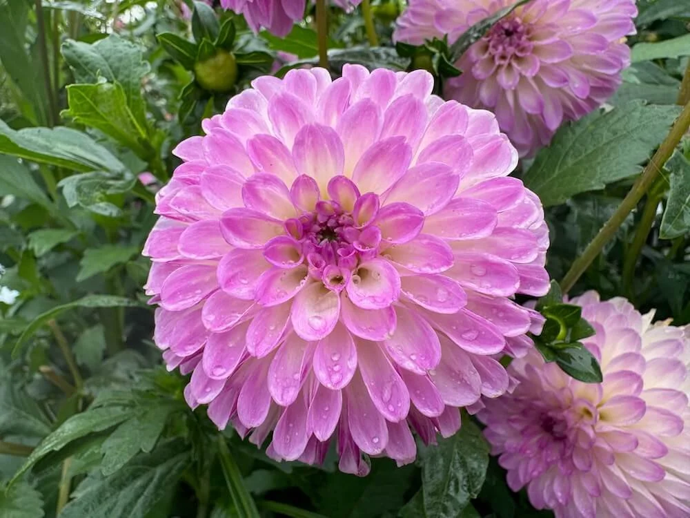 Dahlia 'Precious' 03.jpeg