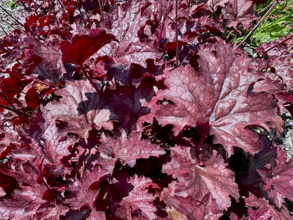 Heuchera 'Amethyst Mist' 02.jpeg