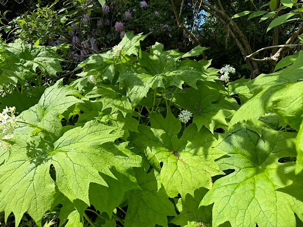 Diphylleia cymosa 04.jpeg
