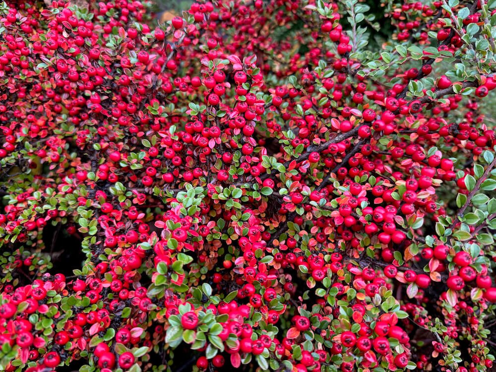 Cotoneaster horizontalis 01.jpeg