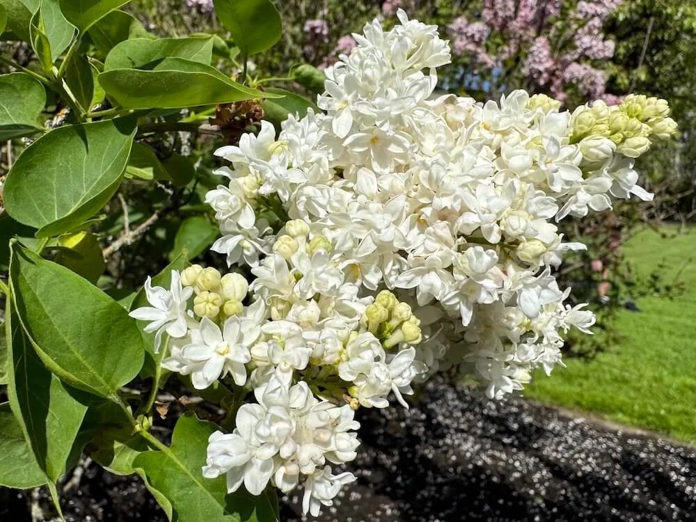 Syringa vulgaris 'Madame Lemoine' 01.jpeg