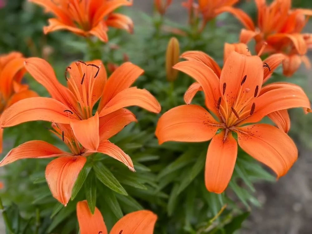 Lilium 'Matrix Orange' 03.jpeg
