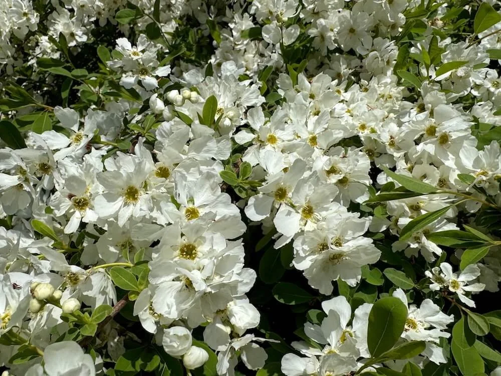 Exochorda x macrantha 'The Bride' 04.jpeg