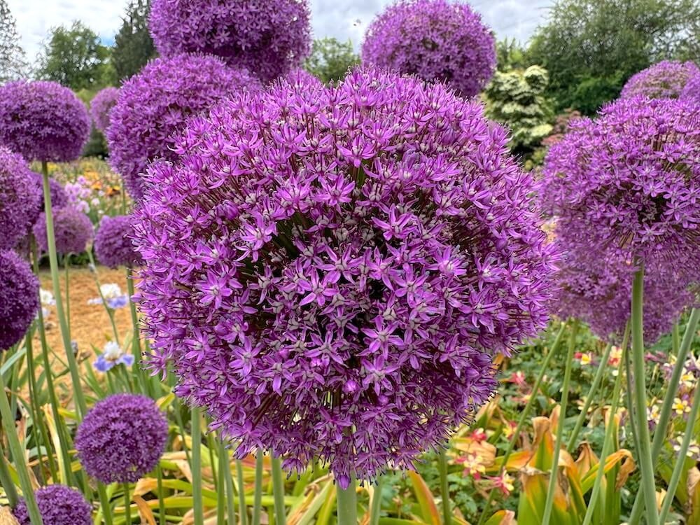 Allium × hollandicum 'Gladiator' 01.jpeg