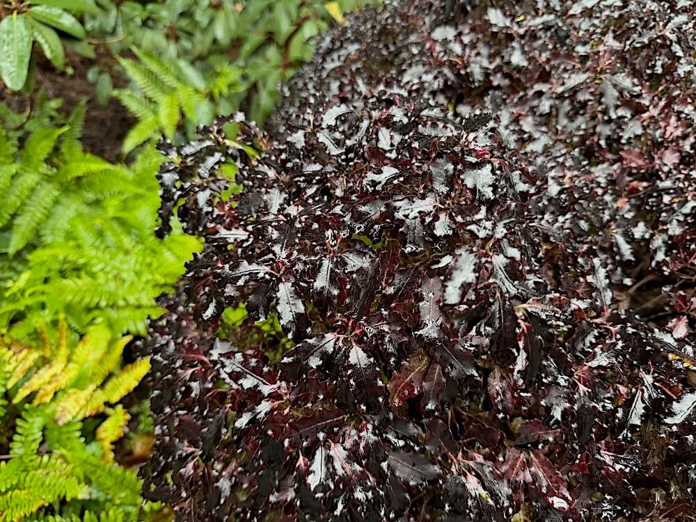 Pittosporum tenuifolium ‘Tom Thumb’ 05.jpeg