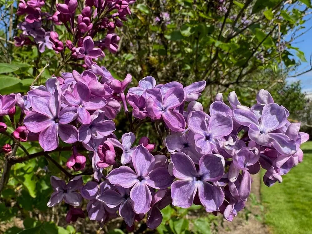 Syringa x hyacinthiflora 'Pocahontas' 01.jpeg