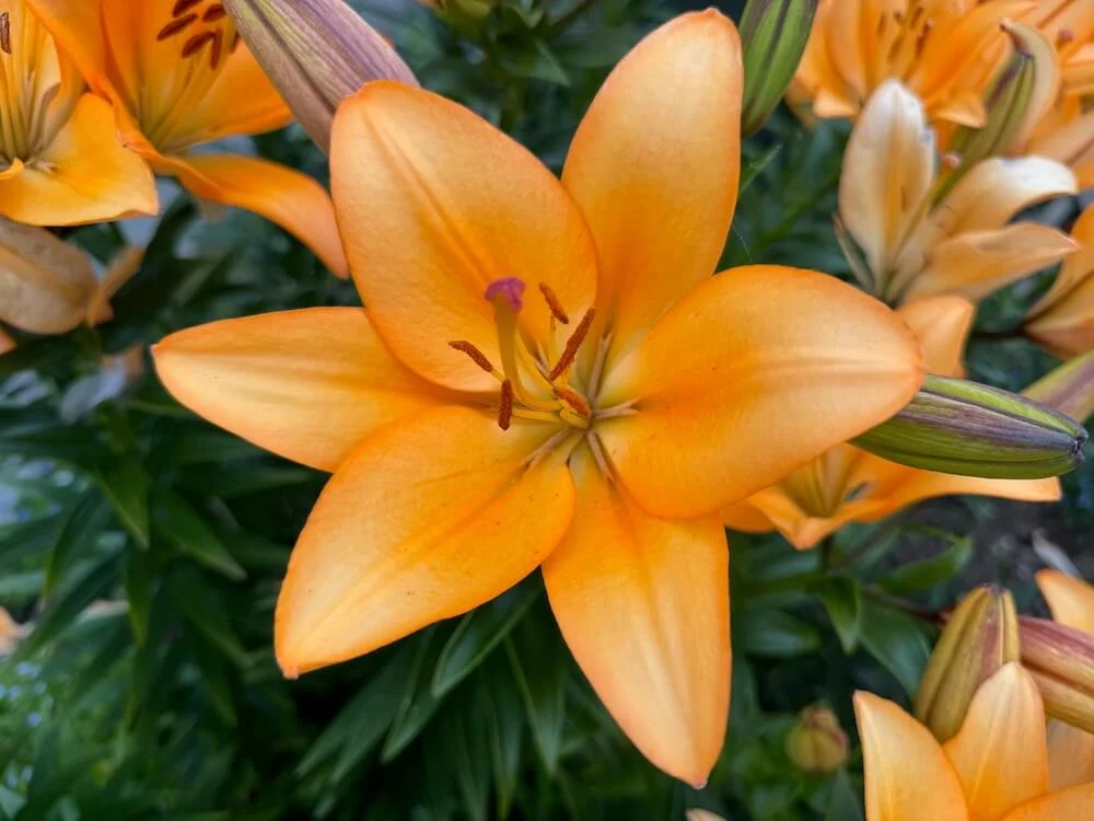 Lilium 'Menton' 01.jpeg