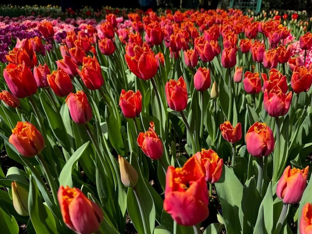 Tulipa 'Wowee' 03.jpeg