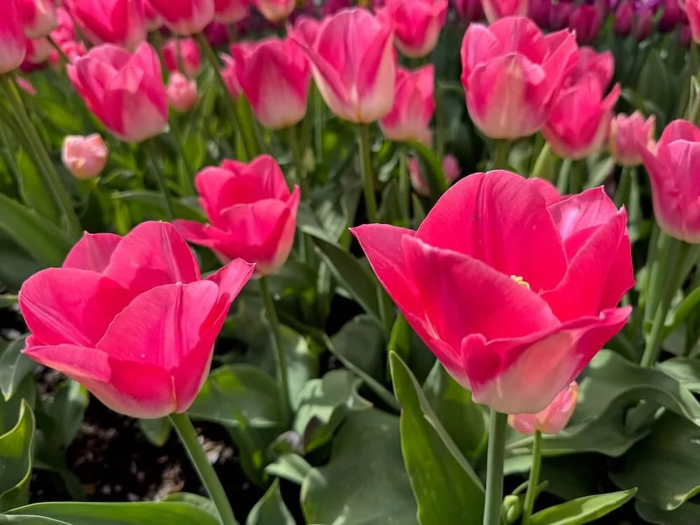 Tulipa 'Dynasty' | Dynasty Triumph Tulip