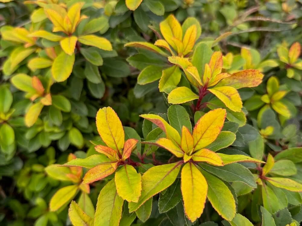 Escallonia laevis 'Gold Brian' | Gold Brian Escallonia