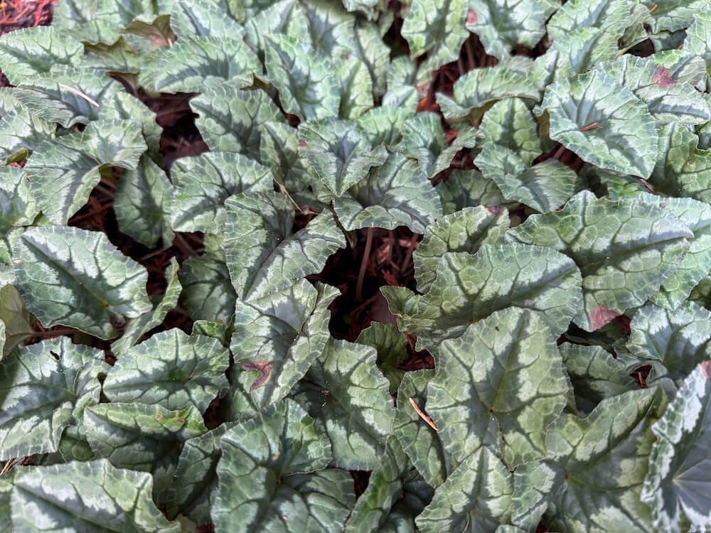 Cyclamen hederifolium 05.jpeg
