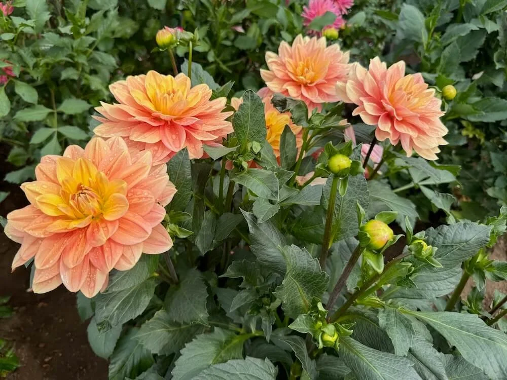 My Forever Dahlia 07.jpeg