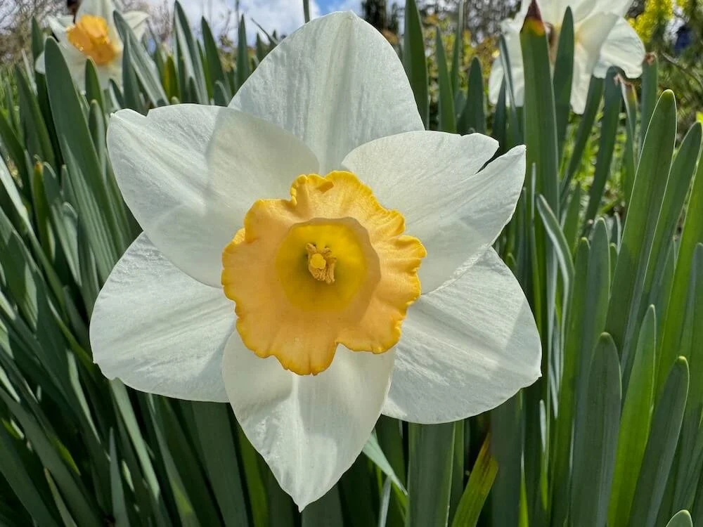 Narcissus 'Salome' 02.jpeg