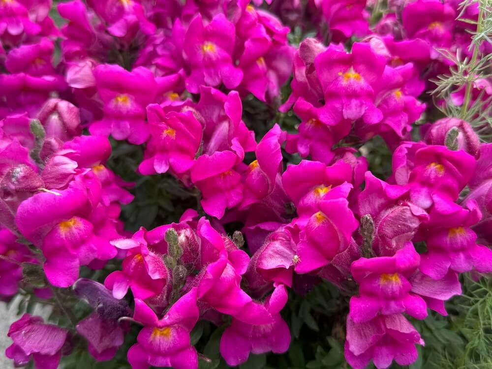 Antirrhinum majus 'Potomac Royal' 01.jpeg