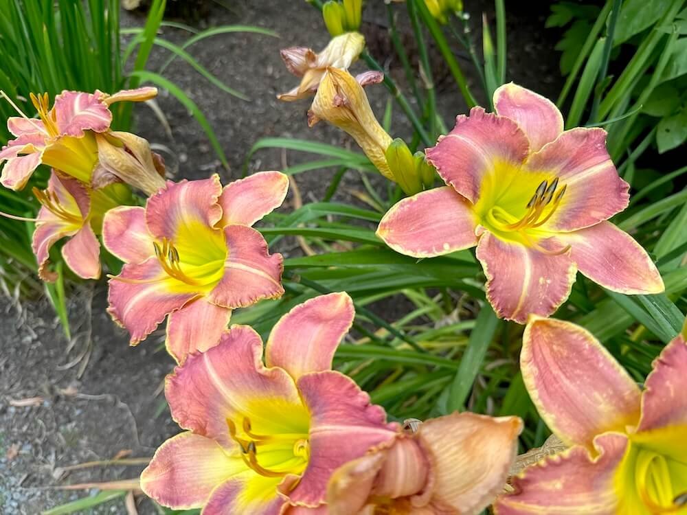 Hemerocallis 'R & R Satin Bouquet' 03.jpeg