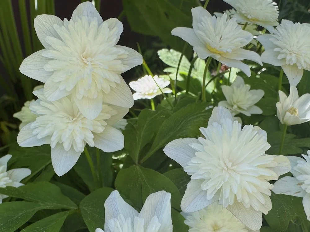 Anemone nemerosa 'Vestal' 06.jpeg