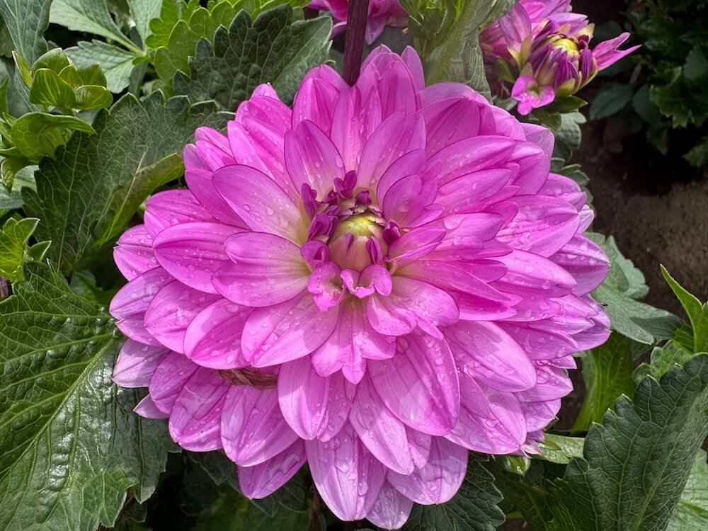 Dahlia 'Little Blessings' 06.jpeg